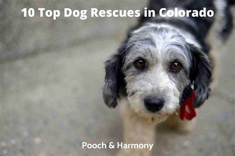 Dog Rescues Colorado Springs